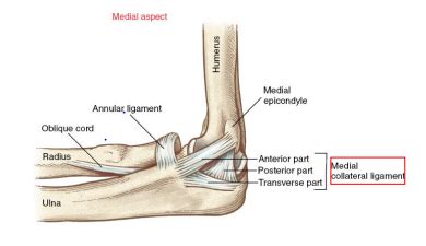Elbow Anatomy and ROM Flashcards .